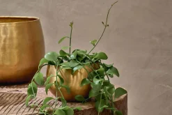 Indoor Planters^Nkuku Atsu Brass Planter